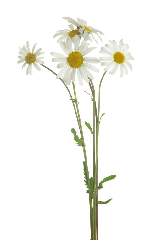 Gewone margriet