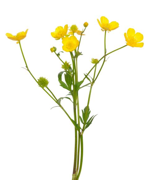 Scherpe boterbloem