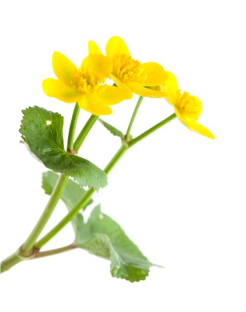 Dotterbloem
