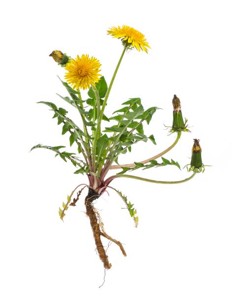 Paardebloem