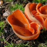 Grote oranje bekerzwam Grote oranje bekerzwam, Saxifraga-Luuk Vermeer