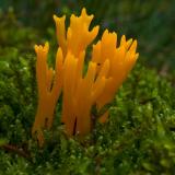 Kleverig koraalzwammetje, Saxifraga-Rik Kruit Kleverig koraalzwammetje, Saxifraga-Rik Kruit