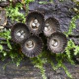 Gestreept nestzwammetje, Saxifraga-Luuk Vermeer