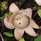 Gekraagde aardster, Saxifraga - Mark Zekhuis