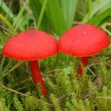 Gewoon vuurzwammetje, Saxifraga-Jaap Schelvis