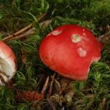Braakrussula, Saxifraga-Marijke Verhagen