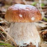 Eekhoorntjesbrood - Boletus edulis - Stefanie Schelfhout