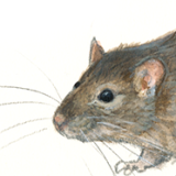Bruine rat - Elwin van der Kolk Bruine rat - Elwin van der Kolk