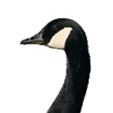Canadese gans