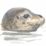Gewone zeehond - Elwin van der Kolk Gewone zeehond - Elwin van der Kolk
