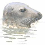 Grijze zeehond - kop - Elwin van der Kolk Grijze zeehond - kop - Elwin van der Kolk