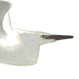 Kleine zilverreiger - Elwin van der Kolk Kleine zilverreiger - Elwin van der Kolk
