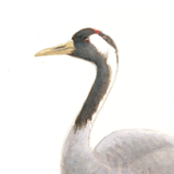 Kraanvogel - Elwin van der Kolk