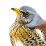 Kramsvogel - Elwin van der Kolk