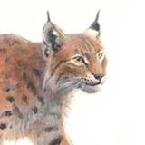 Lynx - Elwin van der Kolk