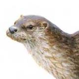 Otter - Elwin van der Kolk Otter - Elwin van der Kolk