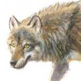 Wolf - Elwin van der Kolk Wolf - Elwin van der Kolk