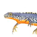 Alpenwatersalamander - Man - Elwin van der Kolk Alpenwatersalamander - Man - Elwin van der Kolk