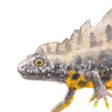 Kamsalamander - Man - Elwin van der Kolk Kamsalamander - Man - Elwin van der Kolk