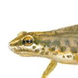 Vinpootsalamander - Man - Elwin van der Kolk Vinpootsalamander - Man - Elwin van der Kolk