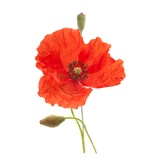 Paspoort - Bleke klaproos - Shutterstock