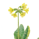 Slanke sleutelbloem - Elwin van der Kolk Slanke sleutelbloem - Elwin van der Kolk