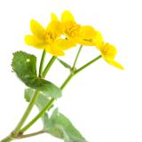 Dotterbloem