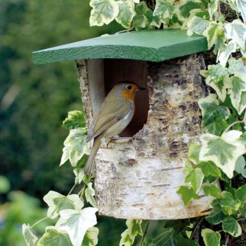 Nestkast - half open - Roodborst  - Natuurpunt Winkel