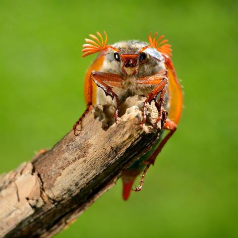 Meikever op tak - Shutterstock