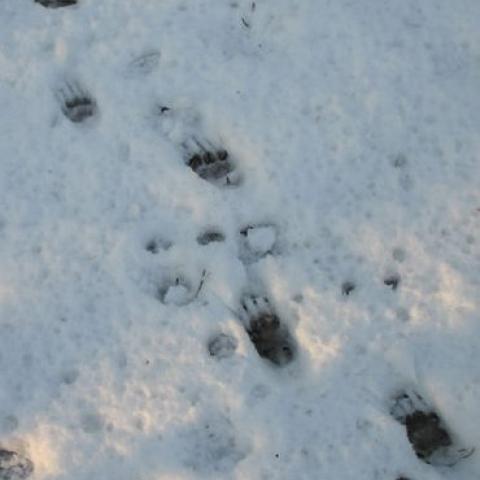 Spoor - das - Annemarie van Diepenbeek