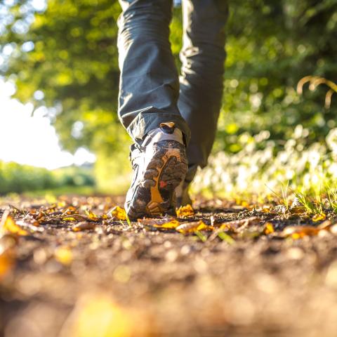 Wandelen - Boswandeling - Shutterstock