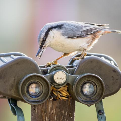Boomklever op verrekijker - Shutterstock