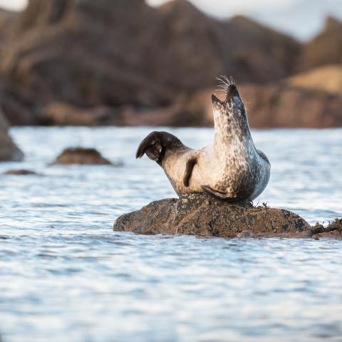 Gewone zeehond - Wim Dirckx