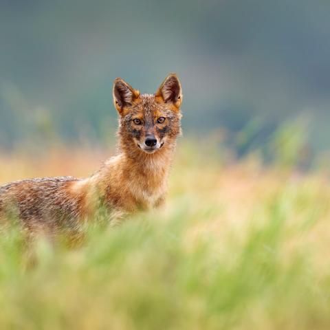 Goudjakhals - Shutterstock