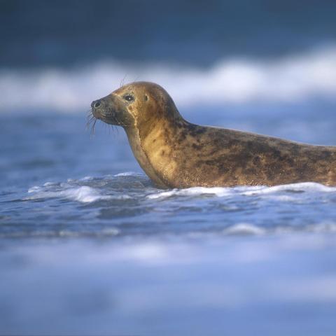 Grijze Zeehond - Hugo Willocx