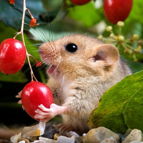 Hazelmuis - Shutterstock