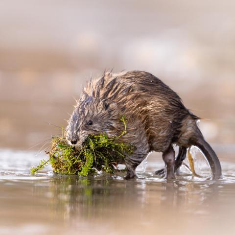Muskusrat - Shutterstock