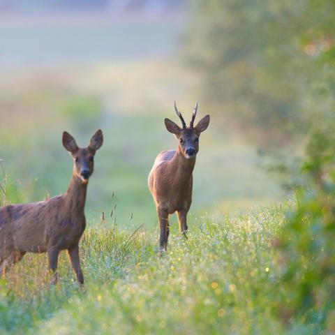 Ree - Shutterstock