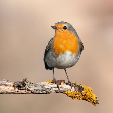 Roodborst op tak - Shutterstock