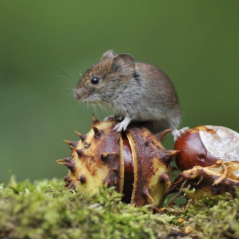 Rosse woelmuis - Shutterstock
