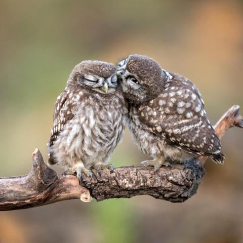 Steenuiltjes op tak - paartje - Shutterstock