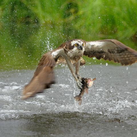 Visarend met prooi - Shutterstock