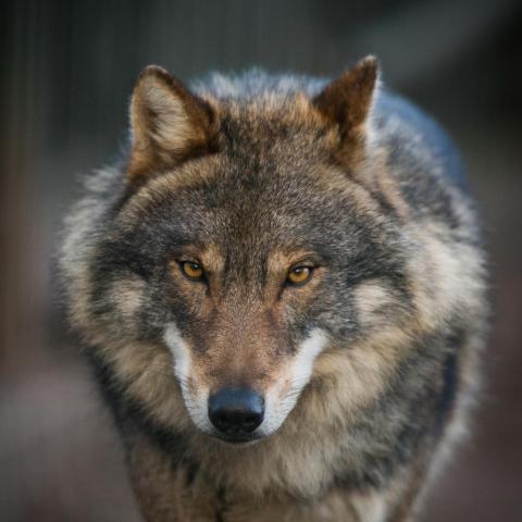 Wolf - Shutterstock