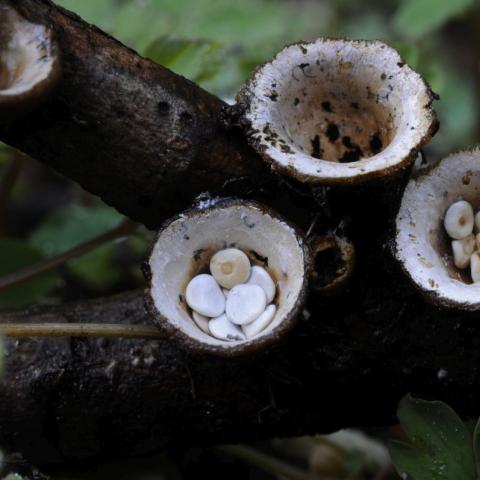 Geel nestzwammetje, Saxifraga-Luuk Vermeer