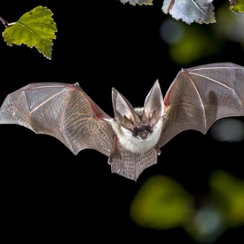 Grijze grootoorvleermuis - Shutterstock