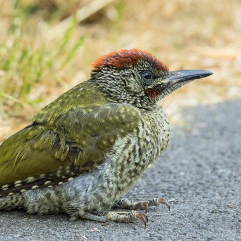 Groene specht juveniel - waarnemingen.be - Jim Oostvogels