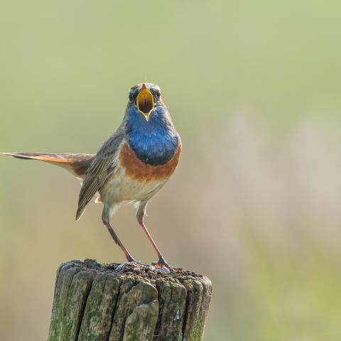 Blauwborst - Wouter Cardoen
