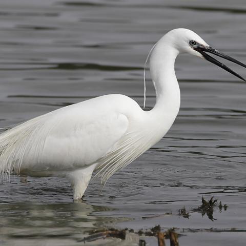 Kleine zilverreiger - waarnemingen.be - Axel Smets