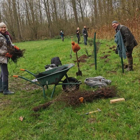 Boompjes planten
