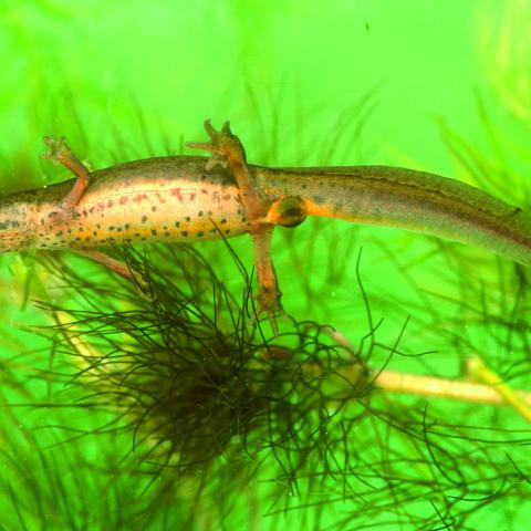 Kleine watersalamander - vrouw - Hugo Willocx